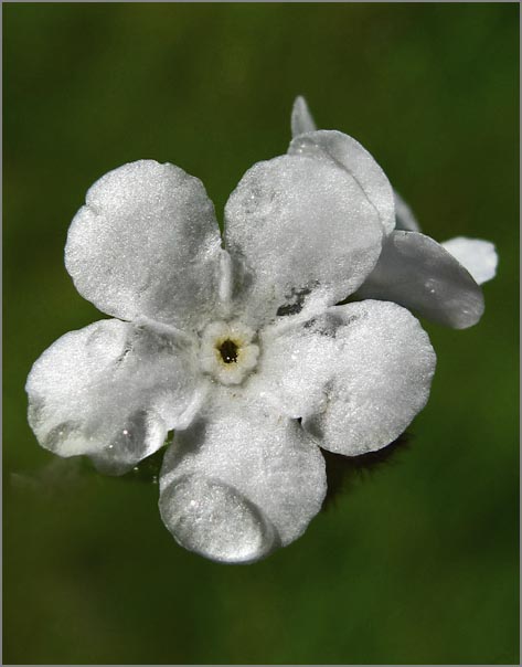 sm P03 Popcorn Flower.jpg - Popcorn Flower (Plagiobothrys nothofulvus): Another common native to our hill & valley grasslands.